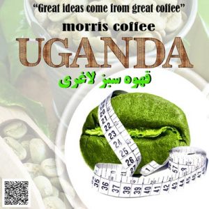 قهوه سبز لاغری اوگاندا